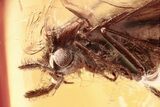 Detailed Fossil Caddisfly (Trichoptera) In Baltic Amber #381213-1